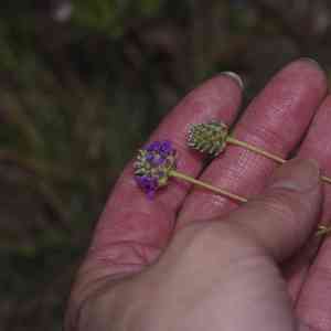 Compact prairie clover(Dalea compacta)