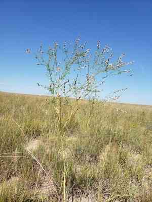 Nine-anther prairie clover(Dalea enneandra)