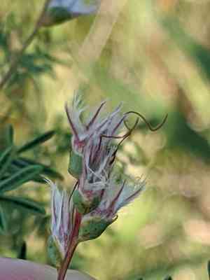 Nine-anther prairie clover(Dalea enneandra)