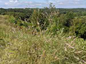 Nine-anther prairie clover(Dalea enneandra)