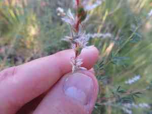 Nine-anther prairie clover(Dalea enneandra)