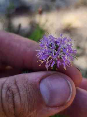 Feay's prairie clover(Dalea feayi)