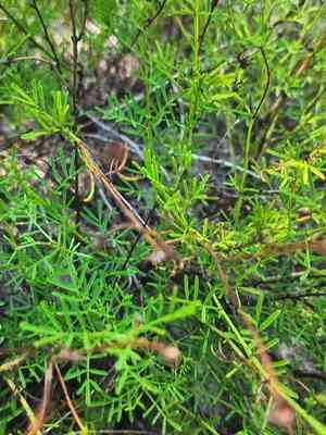 Feay's prairie clover(Dalea feayi)