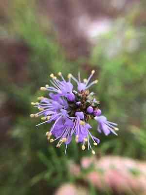 Feay's prairie clover(Dalea feayi)