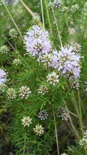 Feay's prairie clover(Dalea feayi)