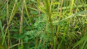 Leafy prairie clover(Dalea foliosa)