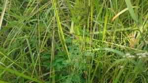 Leafy prairie clover(Dalea foliosa)