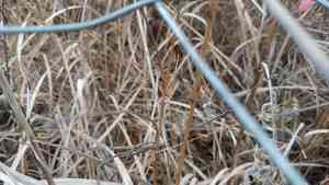 Leafy prairie clover(Dalea foliosa)