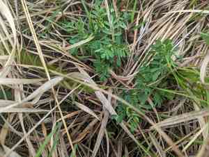 Leafy prairie clover(Dalea foliosa)