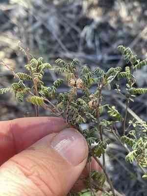 Black prairie clover(Dalea frutescens)