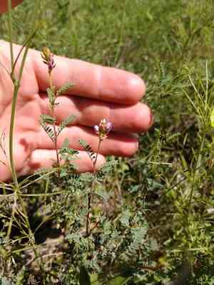 Black prairie clover(Dalea frutescens)