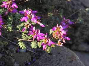 Black prairie clover(Dalea frutescens)