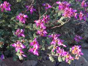 Black prairie clover(Dalea frutescens)