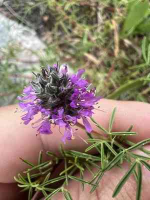 Purpletassels(Dalea gattingeri)