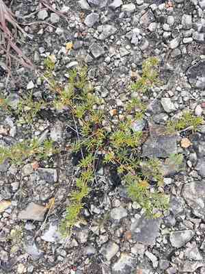 Purpletassels(Dalea gattingeri)