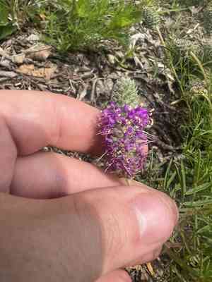 Purpletassels(Dalea gattingeri)