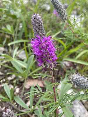 Purpletassels(Dalea gattingeri)
