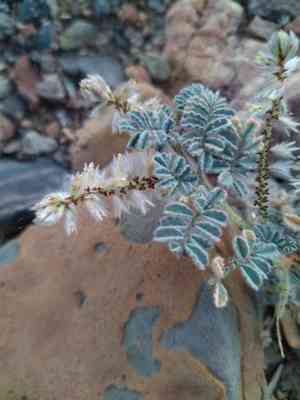 Soft prairie clover(Dalea mollissima)