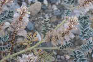 Soft prairie clover(Dalea mollissima)