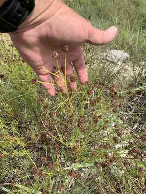 Roundhead prairie clover(Dalea multiflora)