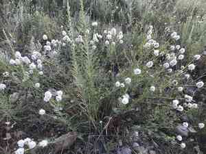 Roundhead prairie clover(Dalea multiflora)