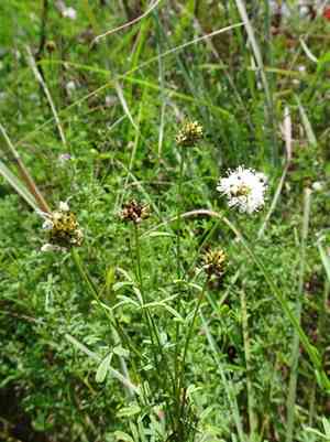 Roundhead prairie clover(Dalea multiflora)