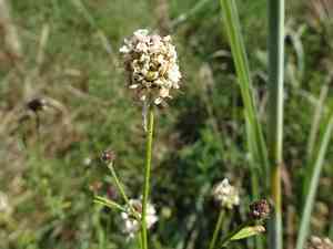 Roundhead prairie clover(Dalea multiflora)