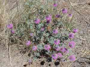 Blue mountain prairie clover(Dalea ornata)
