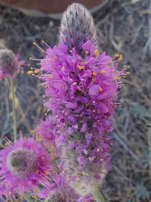 Blue mountain prairie clover(Dalea ornata)
