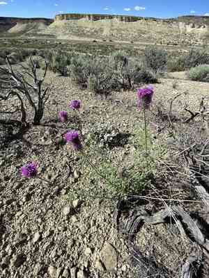 Blue mountain prairie clover(Dalea ornata)