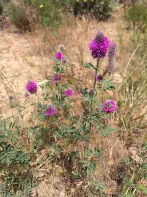 Blue mountain prairie clover(Dalea ornata)