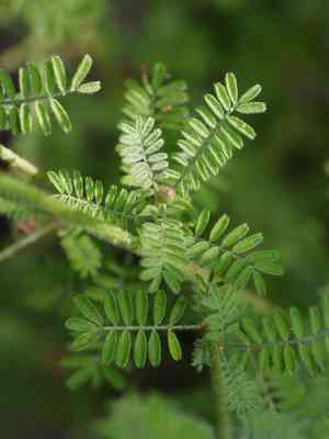 Slimspike prairie clover(Dalea phleoides)