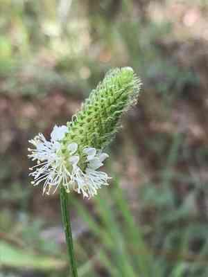 Slimspike prairie clover(Dalea phleoides)