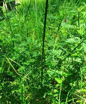 Slimspike prairie clover(Dalea phleoides)