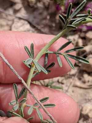 Bearded prairie clover(Dalea pogonathera)