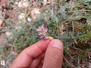 Bearded prairie clover(Dalea pogonathera)