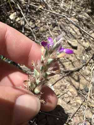 Bearded prairie clover(Dalea pogonathera)