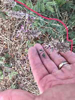 Bearded prairie clover(Dalea pogonathera)