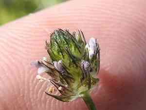 Sixweeks prairie clover(Dalea polygonoides)