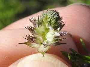Sixweeks prairie clover(Dalea polygonoides)