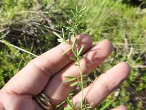 Sixweeks prairie clover(Dalea polygonoides)