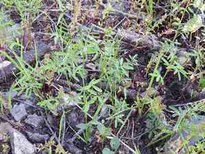 Sixweeks prairie clover(Dalea polygonoides)