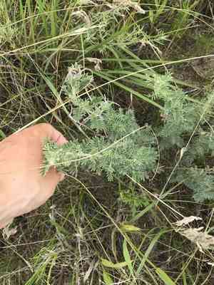 Silky prairie clover(Dalea villosa)