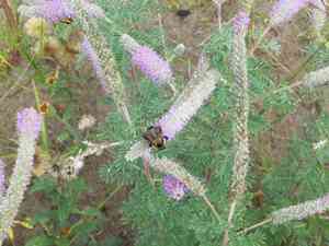Silky prairie clover(Dalea villosa)