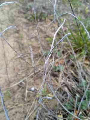 Silky prairie clover(Dalea villosa)