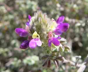 Prairie clover (Dalea)(Dalea)