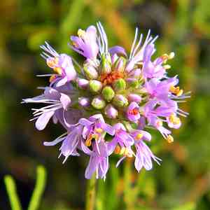 Prairie clover (Dalea)(Dalea)