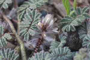 Prairie clover (Dalea)(Dalea)