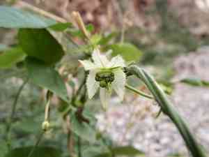Spurgecreeper(Dalechampia scandens)