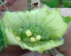 Spurgecreeper(Dalechampia scandens)